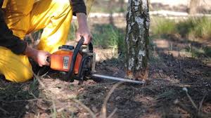 Best Emergency Tree Removal  in Deadwood, SD