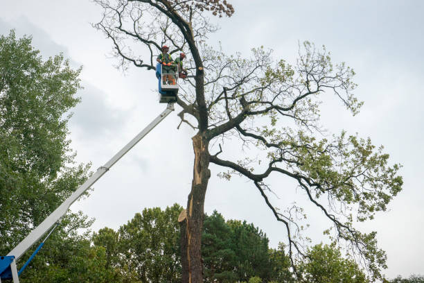 Best Commercial Tree Services  in Deadwood, SD