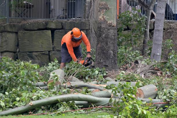 Professional Tree Services in Deadwood, SD